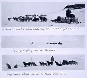 Drie uitzichten van de hondenteams geleid door Meares en Dimetri op de 